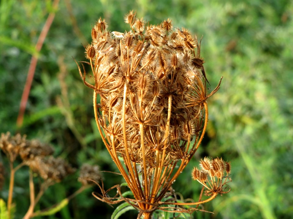 20140930Daucus_carota2