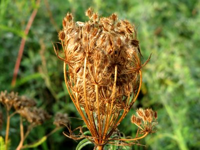 20140930Daucus_carota2 photo