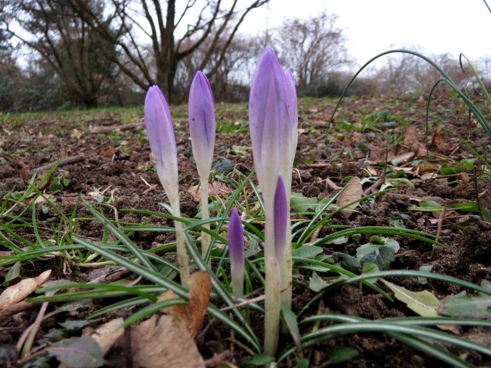 20150216Crocus_tommasinianus1