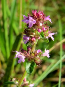 20141017Thymus_serpyllum1