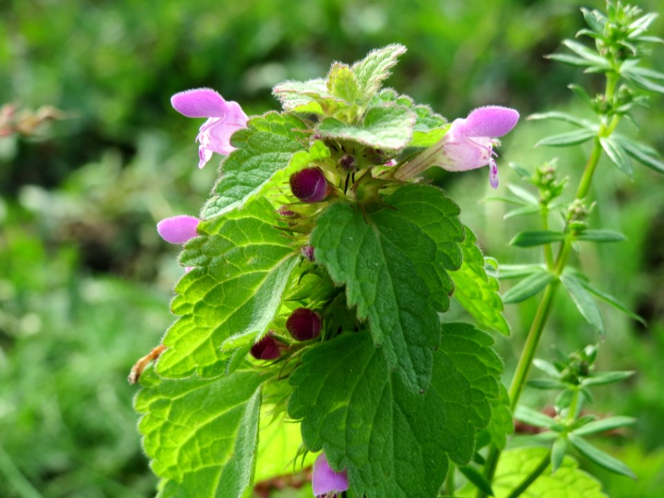 20140929Lamium_purpureum2