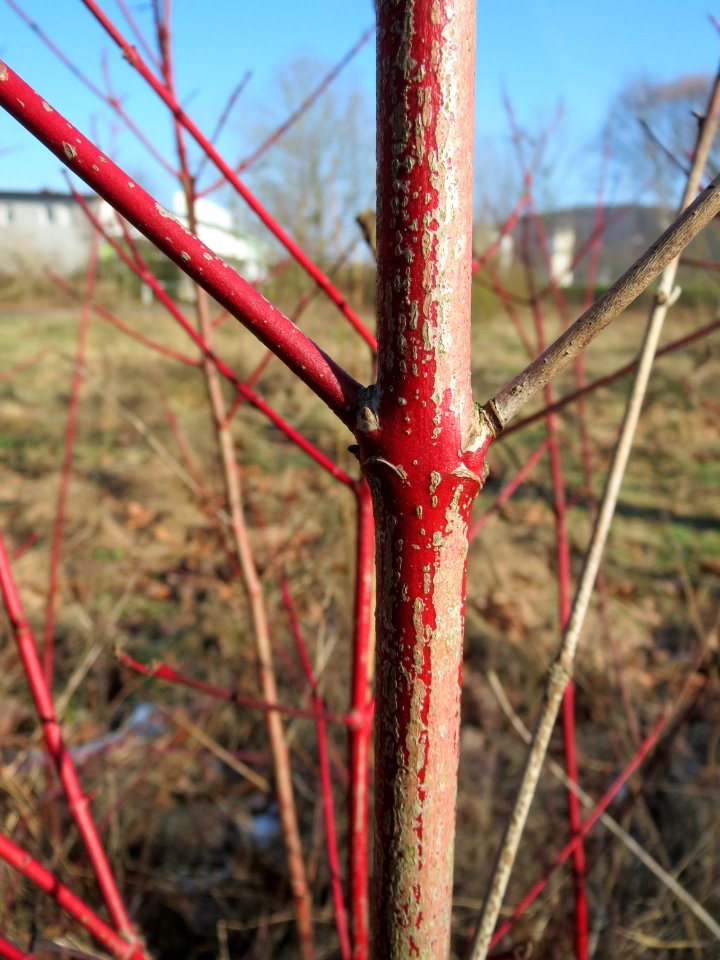 20150207Cornus_sanguinea3