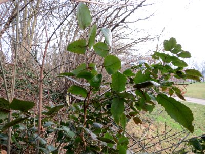20150215Mahonia_aquifolium2