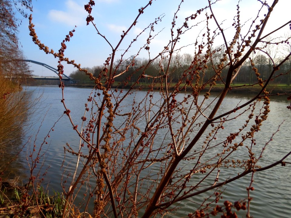 20150211Rumex_hydrolapathum