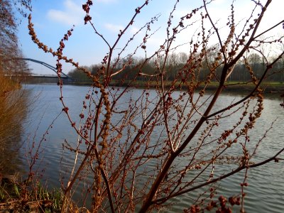 20150211Rumex_hydrolapathum