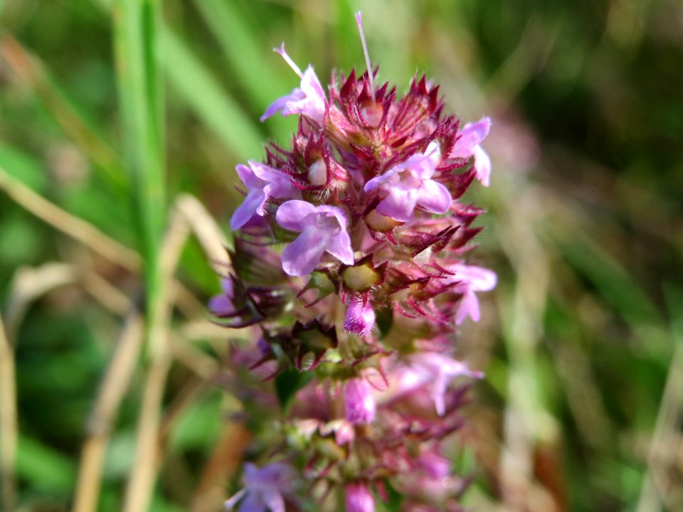 20141017Thymus_serpyllum2