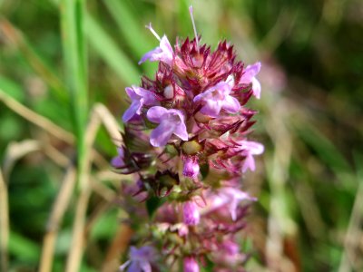 20141017Thymus_serpyllum2