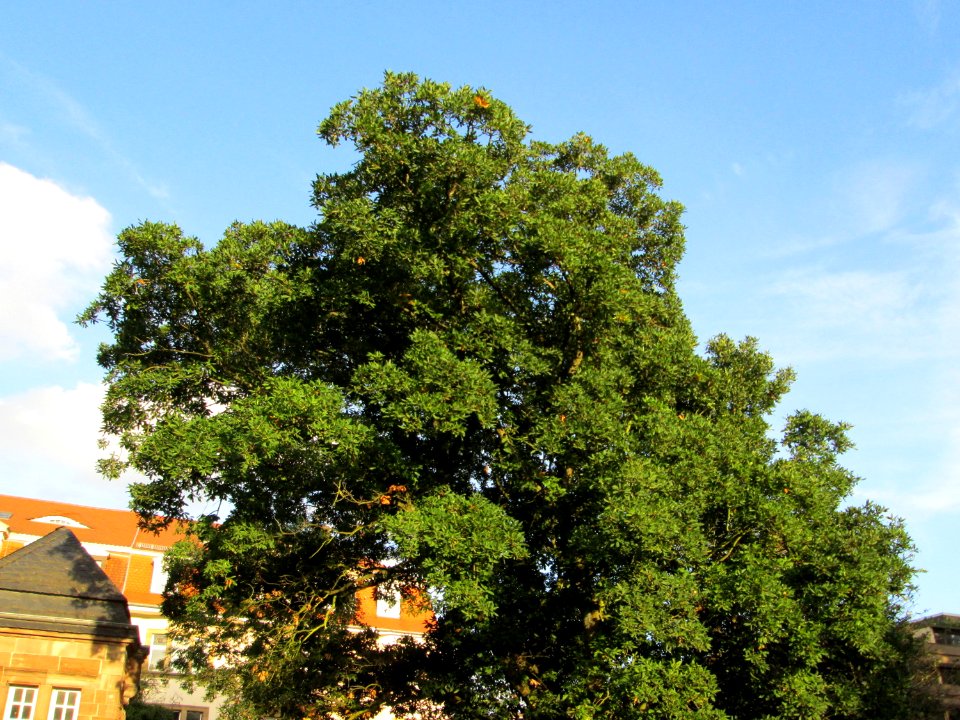 20141023Quercus_turneri2
