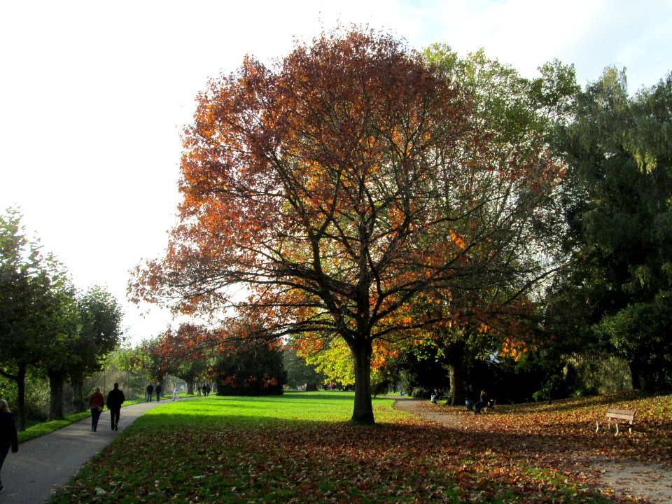 20141023Quercus_rubra1