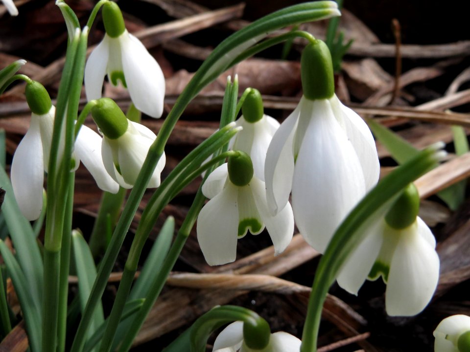20150301Galanthus_nivalis