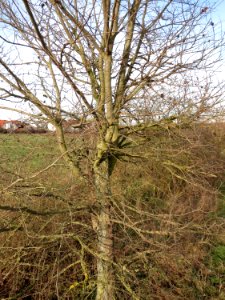 20150203Ulmus_minor05