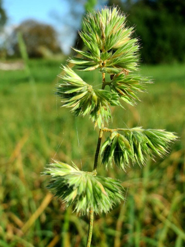 20141014Dactylis_glomerata1