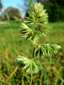 20141014Dactylis_glomerata1