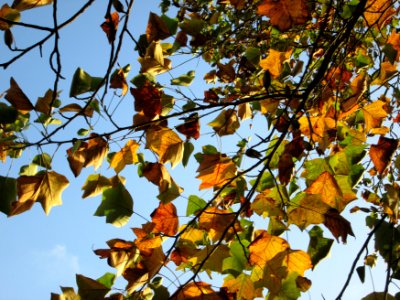 20141023Liriodendron_tulipifera2 photo