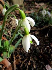 20150303Galanthus_nivalis2