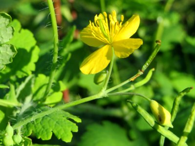 20141014Chelidonium_majus4