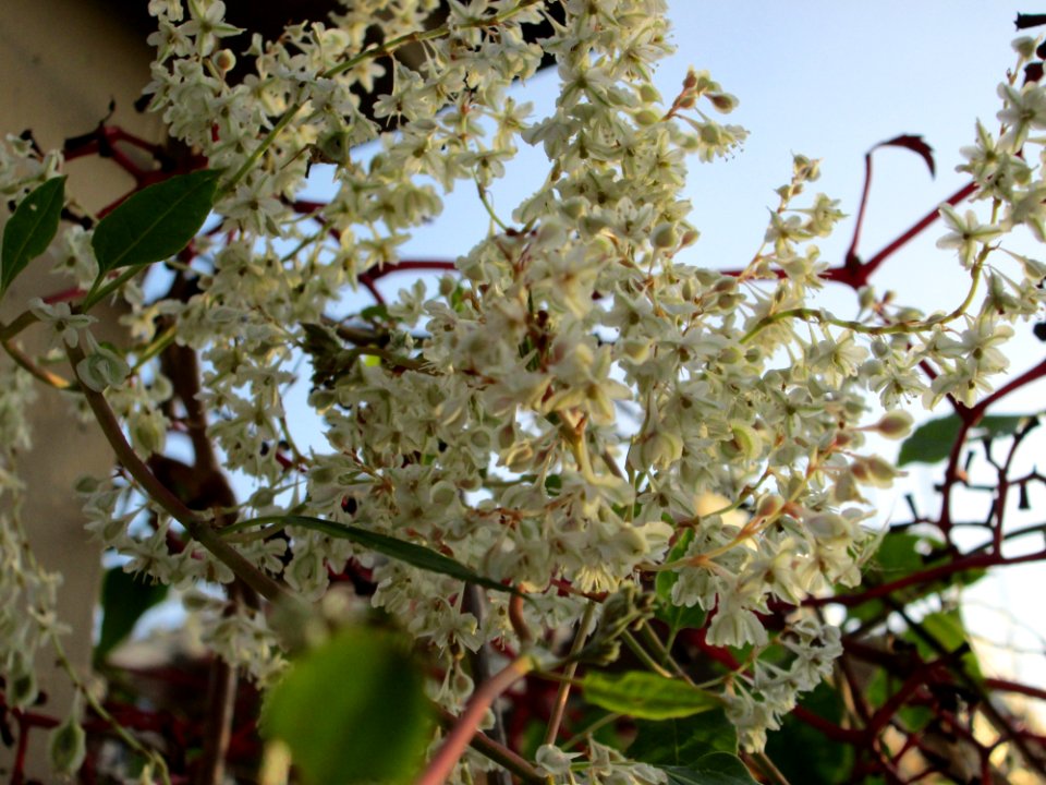 20141023Fallopia_baldschuanica