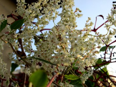 20141023Fallopia_baldschuanica