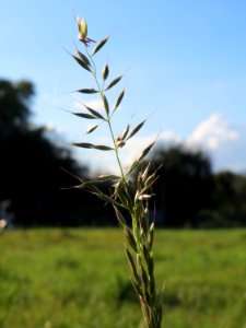 20141014Arrhenatherum_elatius5