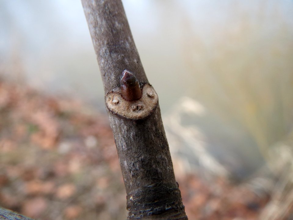 20150304Acer_pseudoplatanus2