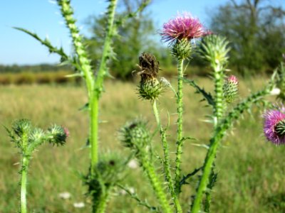 20141019Carduus_acanthoides