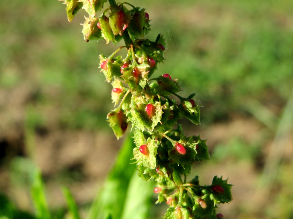 20141014Rumex_obtusifolius2