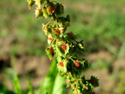 20141014Rumex_obtusifolius2