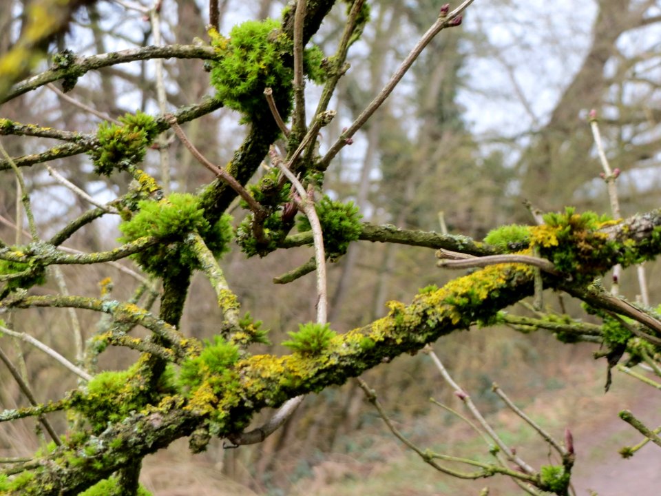 20150301Sambucus_nigra3