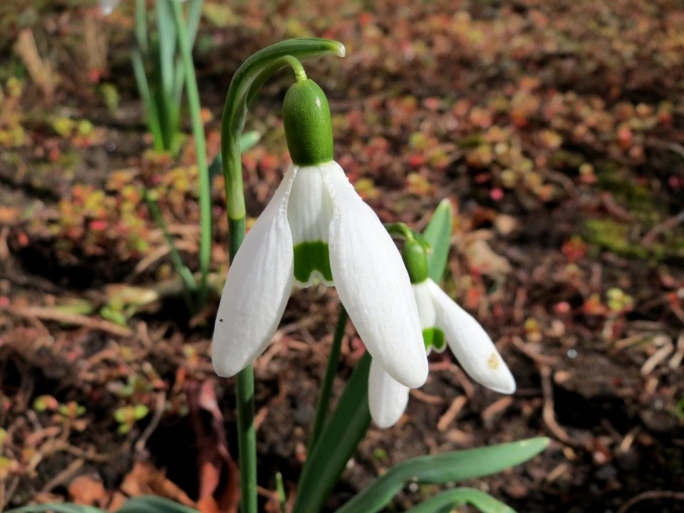 20150303Galanthus_nivalis3