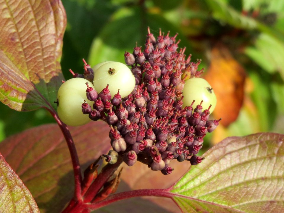 20141015Cornus_alba2