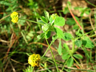 20141017Medicago_lupulina2