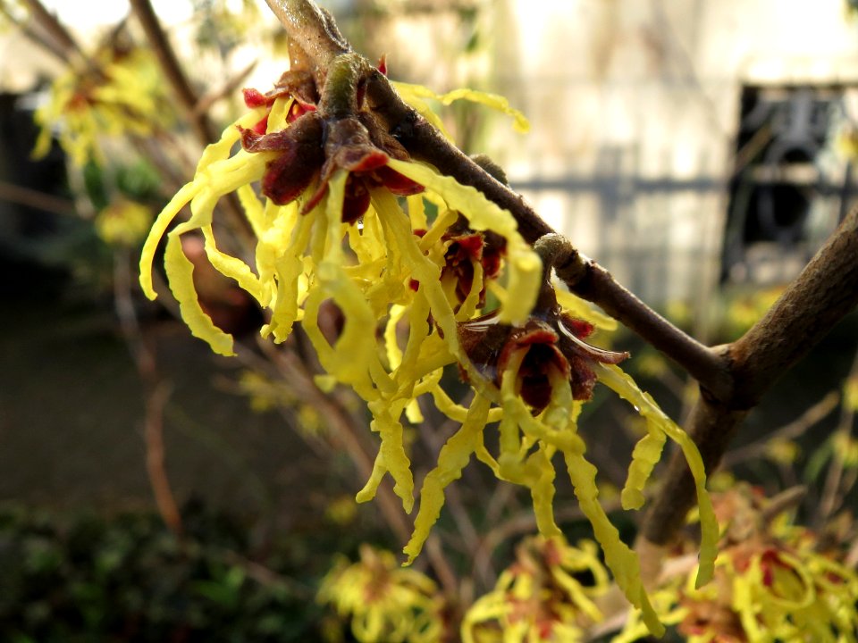 20150302Hamamelis_virginiana2