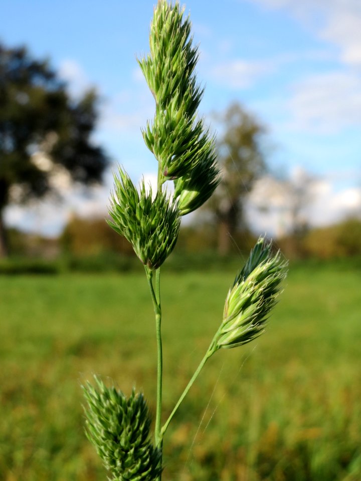 20141014Dactylis_glomerata2