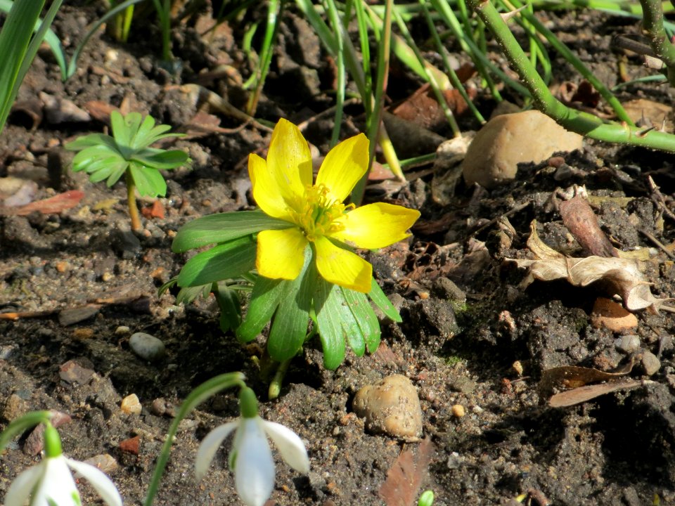 20150303Eranthis_hyemalis1