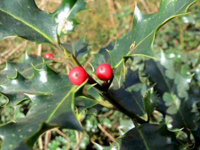 20150304Ilex_aquifolium1