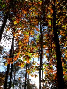 20141015Quercus_rubra1