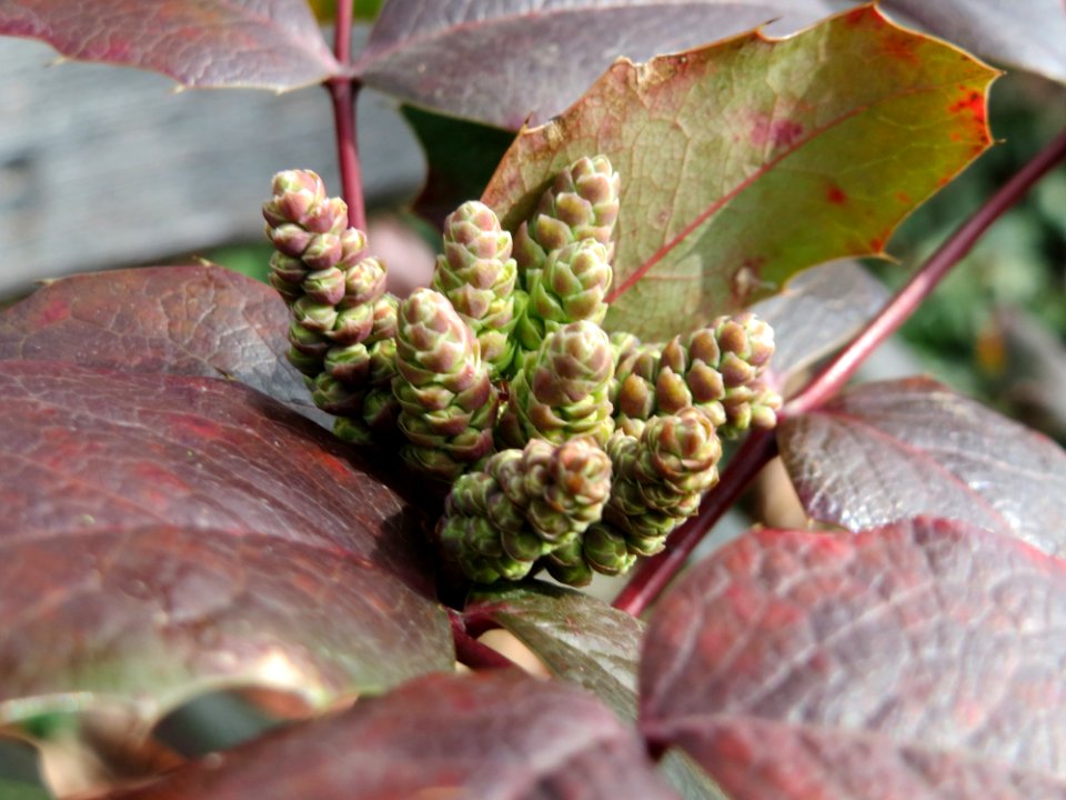 20150303Mahonia_aquifolium