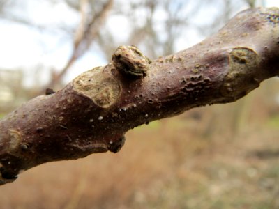 20150304Juglans_nigra2