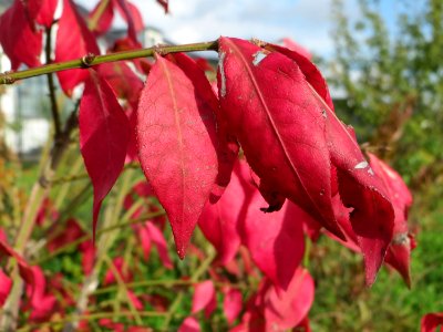 20141015Euonymus_alatus07