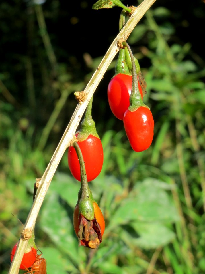 20141015Lycium_barbarum1