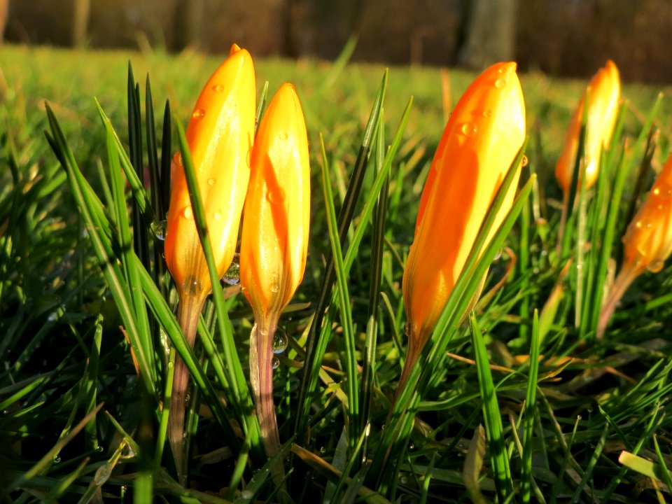 20150302Crocus_×_stellaris