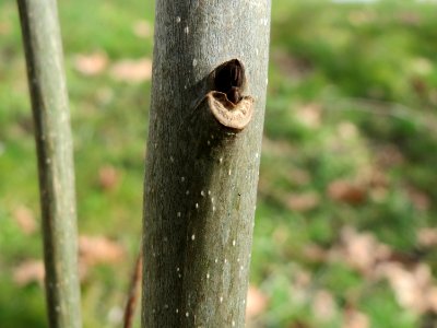 20150304Fraxinus_excelsior1