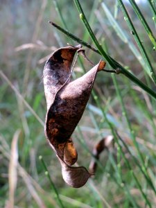 20141015Cytisus_scoparius3
