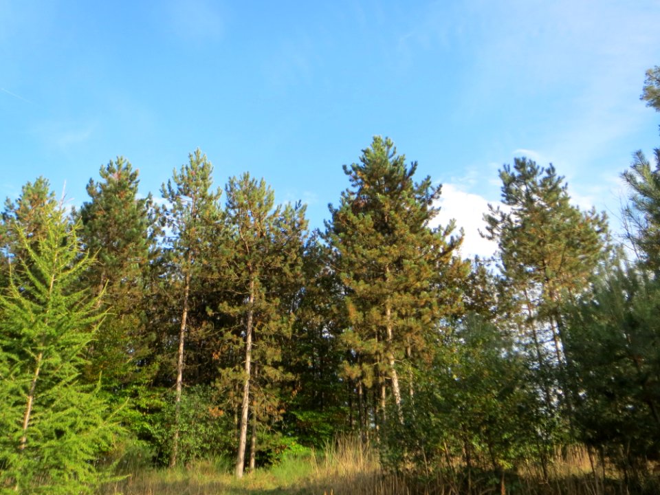 20141015Pinus_nigra1