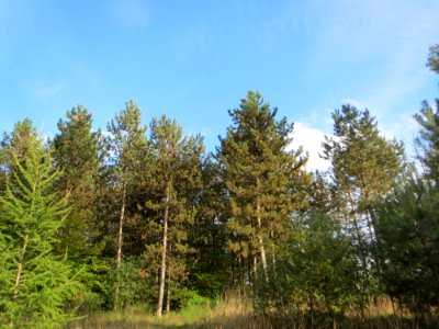 20141015Pinus_nigra1