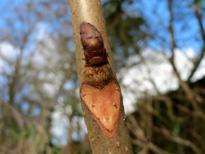 20150304Aesculus_hippocastanum3 photo