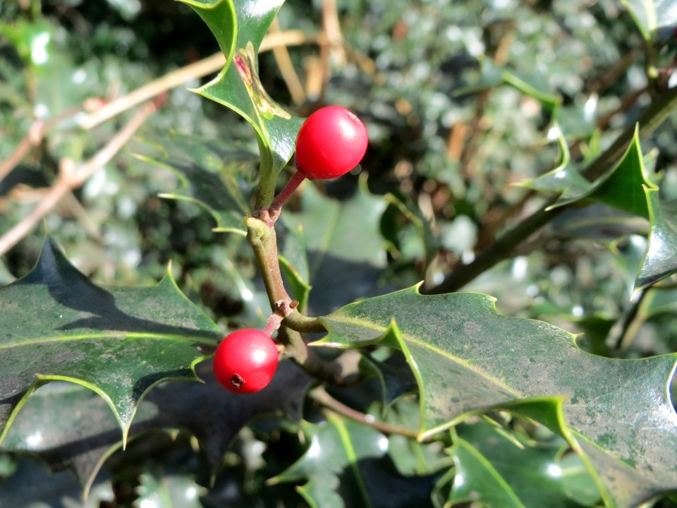 20150304Ilex_aquifolium2