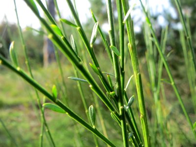 20141015Cytisus_scoparius1