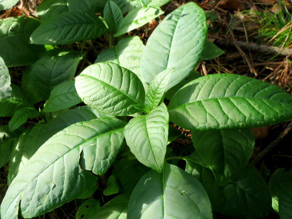 20141015Phytolacca_americana1