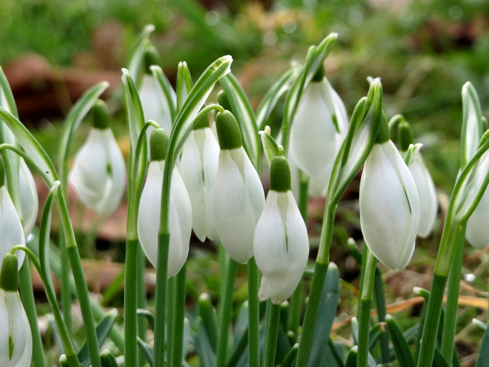 20150304Galanthus_nivalis2